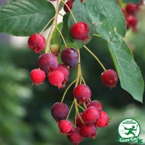 苗木の専門店 グリーンでgo バレリーナ ジューンベリー Yahoo ショッピング