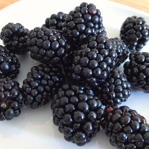 ブラックベリー 苗 【サテンブラック】 2年生 ポット苗 : 苗木の専門店