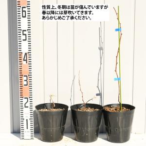 ブラックベリー 苗 【ソーンフリー (トゲなし...の詳細画像2
