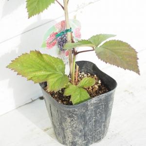 ブラックベリー 苗 【トゲなし 超大実 トリプ...の詳細画像2