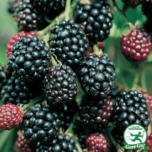ブラックベリー 苗 【トゲなし メルトンソーンレス】 2年生 ポット苗