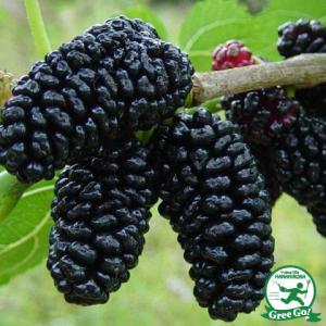 長桑　四季なり　桑苗　確認用 長桑 四季なり 桑苗 確認用 長桑 四季なり 桑苗 確認用