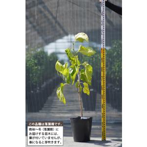 マルベリー 苗 【ポップベリー [登録品種]】...の詳細画像1
