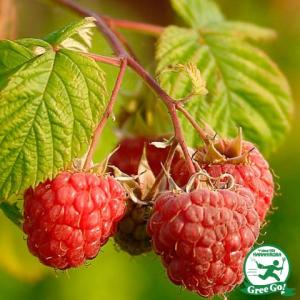 ラズベリー 苗 【サンタナ （二季成り）】 2年生 ポット苗