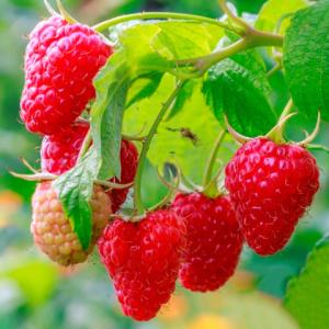 大好き 訳あり ラズベリー 実生苗d 植物 観葉植物 Www Proviasnac Gob Pe