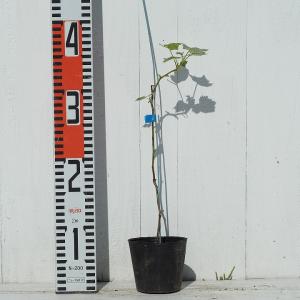 ラズベリー 苗 【スタンザ (二季成り)】 1...の詳細画像3