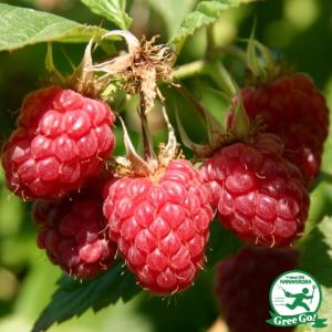 日本花キ流通 ラズベリー 苗 レッドドリーム 15cmポット 苗木 果樹苗