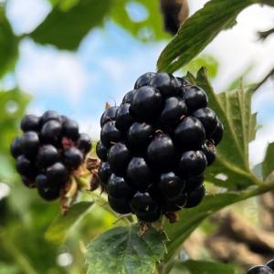 トゲなしラズベリー苗の商品一覧 通販 Yahoo ショッピング