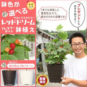 ラズベリー 苗 【鉢色が選べる ウルトララズベリー レッドドリーム鉢植え】 挿し木 フレグラーポット鉢植え（アイボリーorダークブラウン）｜hanahiroba