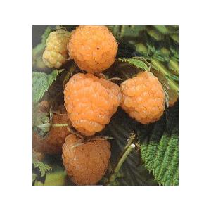 ラズベリー 苗 イエローラズベリー ワインダイエロー 1年生 ポット苗 Tn05 051n001 01 苗木の専門店 グリーンでgo 通販 Yahoo ショッピング