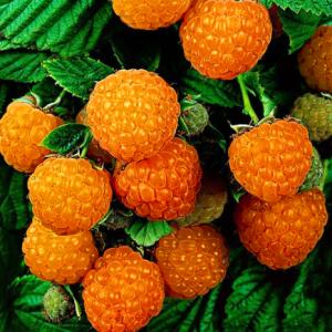 ラズベリー 苗 【イエローラズベリー オレンジピコ】 ポット苗