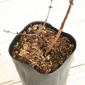 ハニーベリー ハスカップ 苗 【ボレアルビース...の詳細画像2