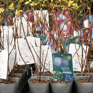 ハニーベリー ハスカップ 苗 【ボレアルビース...の詳細画像3