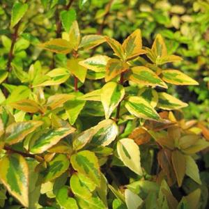 コロカシア ビッグディッパー 4号ポット苗 : 苗木部 花ひろば