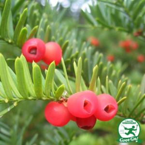 イチイ・アララギ 【雄株】 : 横の植木屋さん - 通販 - Yahoo!ショッピング