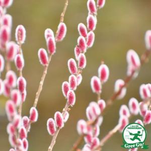 ネコヤナギ 苗 苗木 ピンクパール 2株 / ネコヤナギ苗 ネコヤナギの苗