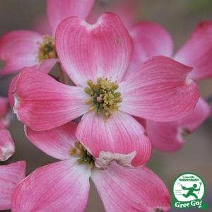 ハナミズキ 赤 苗木  接ぎ木 ポット苗