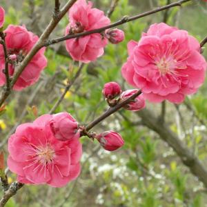 花桃 苗 【矢口 （ピンク花）】 約0.9m 1年生 接ぎ木苗 : 苗木の専門