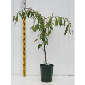 花桃 苗木 【ひなのたき ［登録品種］】 1年生 接ぎ木苗 : 苗木の専門