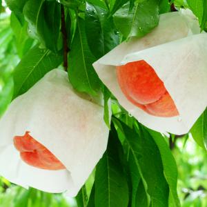 花桃 苗【ひなのたき ［登録品種］】 3年生 接ぎ木 約1.3m 大苗 : 苗木