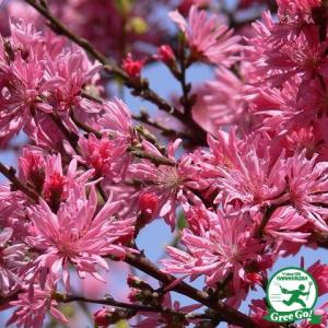 さくらもも】<br>花桃 ハナモモ<br> 接木苗 : ガーデン ストーリー