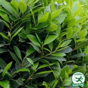 月桂樹 葉っぱの商品一覧 通販 Yahoo ショッピング