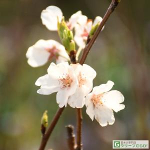 ◆送料無料◆ 桜 苗木 【神代曙 （じんだいあけぼの）】 1年生 接ぎ木苗 （ニーム小袋付き） ※北海道・沖縄は送料無料適用外です。