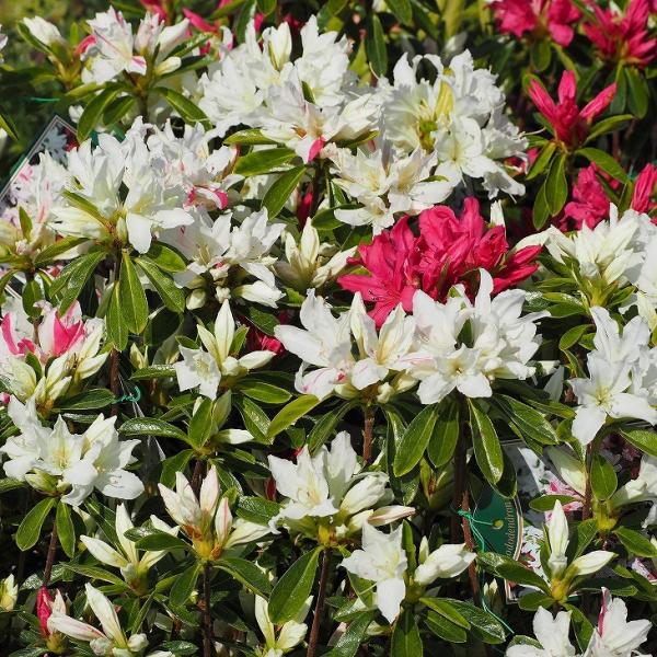 ツツジ 苗木 販売 【久留米ツツジ 常夏 （とこなつ）】 4号ポット苗