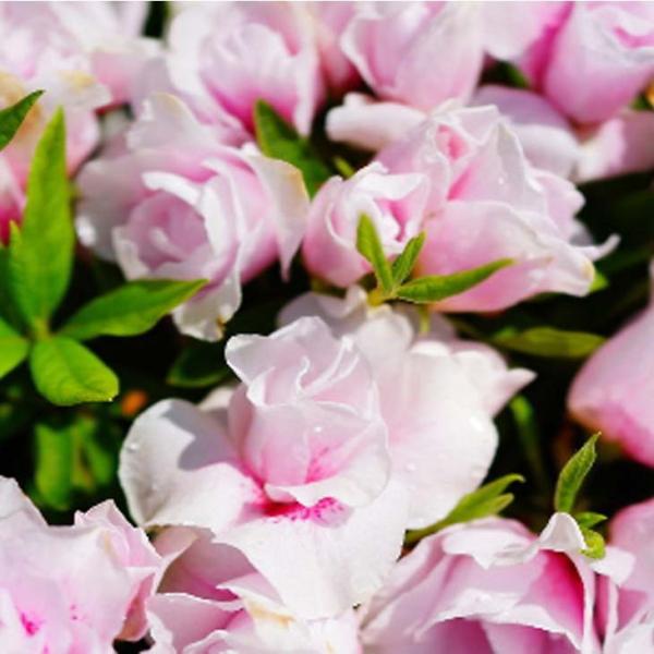 ツツジ 苗木 販売 【平戸ツツジ ピンク 八重】 4号ポット苗