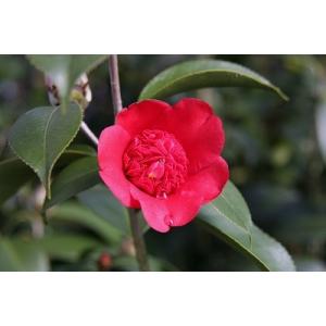 苗木の専門店 グリーンでgo サザンカ 椿 花木 Yahoo ショッピング