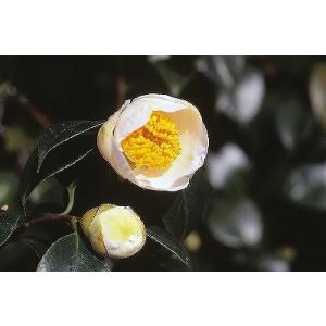 本白玉（白玉）：椿（ツバキ） 3寸ポット苗 : 日本花卉ガーデン