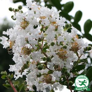 サルスベリ 極姫サルスベリ（百日紅）チカソウ : 日本花卉ガーデン