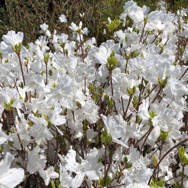 ミツバツツジ 苗木 【ミツバツツジ 白花】 約0.9m 根巻き苗