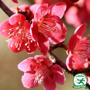鹿児島紅梅 花梅 1年生接木 苗 : 苗木部 花ひろばオンライン - 通販