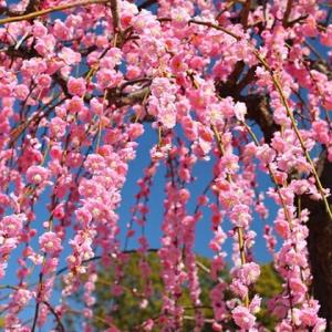 花梅 苗 【ピンク花 しだれ梅 藤牡丹 （ふじぼたん）】 ポット苗