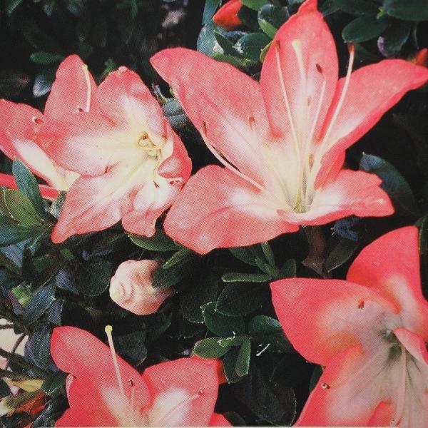 さつき 苗 【花連光 （かれんこう）】 4号ポット苗