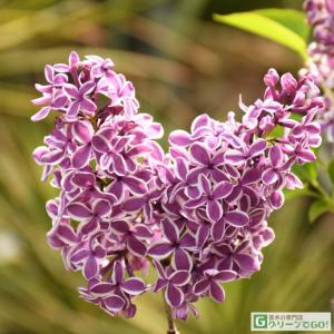 ライラック ブルームーン 花木苗 4号/1個売り 花木 園芸品種 観賞用