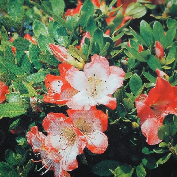 さつき 苗 【真如の月 （しんにょのつき）】 4号ポット苗