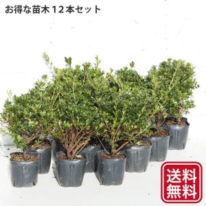 苗木の専門店 グリーンでgo 吉野ツツジ 常緑ツツジ Yahoo ショッピング