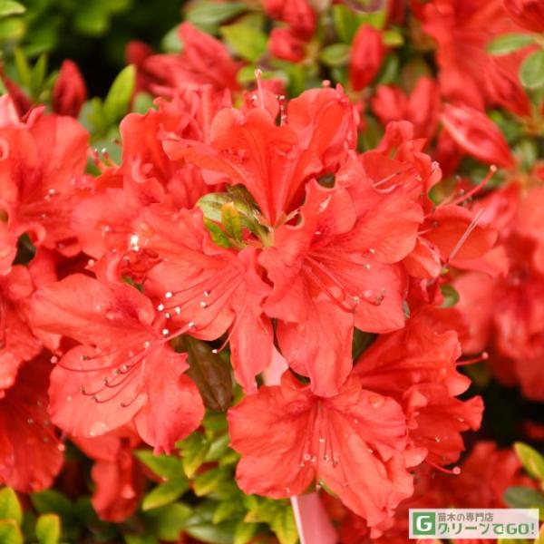 ツツジ 苗木 販売 【久留米ツツジ 太陽 （たいよう）】 4号ポット苗