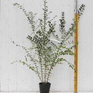 常緑低木 洋風 常緑樹の植木 庭木 の商品一覧 苗木 植木 花 ガーデニング 通販 Yahoo ショッピング