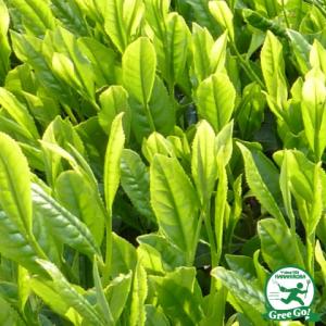 茶の木 苗 【おくみどり】 5号ポット苗