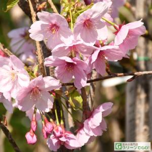 八重紅しだれ桜　八重咲き　苗木　4号ロングポット 楽天市場】八重紅しだれ桜 しだれ桜苗の通販