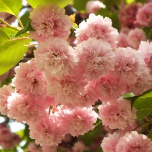 桜 苗木 【数珠掛桜 (じゅずかけざくら)】 1...の商品画像