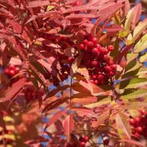 ◆送料無料◆ ナナカマド 苗 【ナナカマド】 1年生 約0.7m ポット苗 （ニーム小袋付き） ※北...