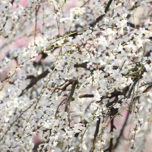 しだれ梅】（白） 接木苗 枝垂れ梅（シダレウメ）[果樹苗木・花梅・は