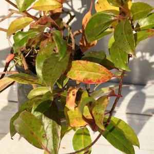 つる性植物 常緑 花の商品一覧 通販 Yahoo ショッピング