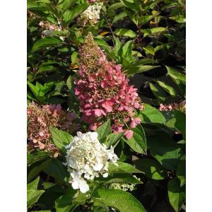 ピラミッドアジサイ サンデーフレーズの苗木 : 植物・園芸専門店 花育