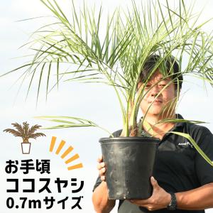 ヤシ 苗木  約0.7m ポット苗