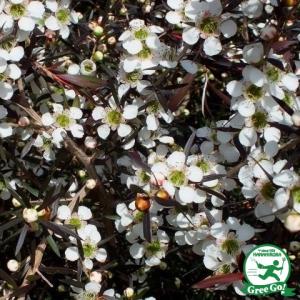 メラレウカ ティーツリー 苗 【レプトスペルマム カッパーグロー】 5号